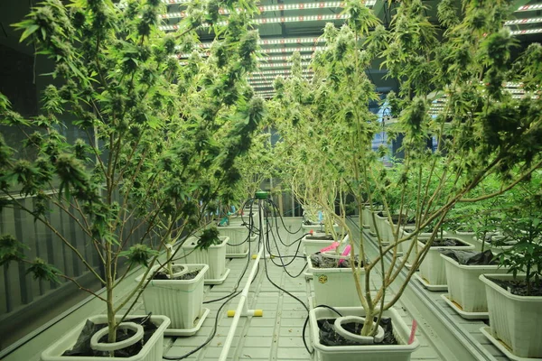 Commercial hemp farming in a greenhouse. Industrial hemp grown to produce CBD oil