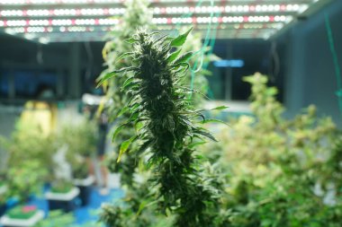 Commercial hemp farming in a greenhouse. Industrial hemp grown to produce CBD oil