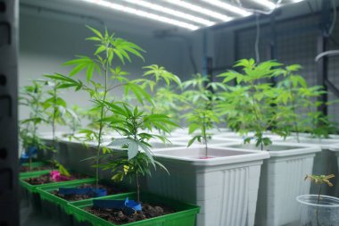 Commercial hemp farming in a greenhouse. Industrial hemp grown to produce CBD oil