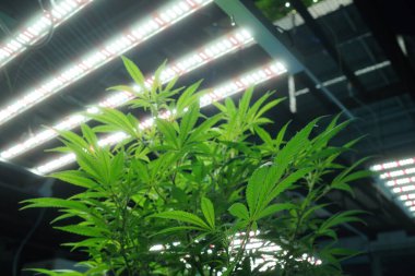 Commercial hemp farming in a greenhouse. Industrial hemp grown to produce CBD oil