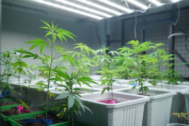 Commercial hemp farming in a greenhouse. Industrial hemp grown to produce CBD oil