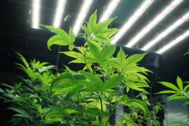 Commercial hemp farming in a greenhouse. Industrial hemp grown to produce CBD oil