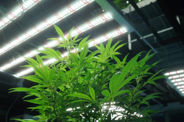 Commercial hemp farming in a greenhouse. Industrial hemp grown to produce CBD oil