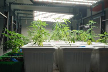 Commercial hemp farming in a greenhouse. Industrial hemp grown to produce CBD oil