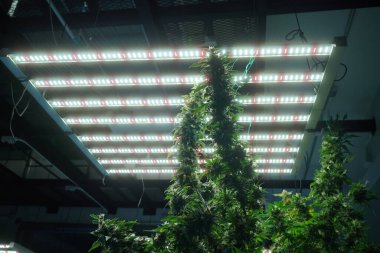 Commercial hemp farming in a greenhouse. Industrial hemp grown to produce CBD oil