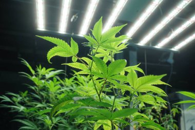 Commercial hemp farming in a greenhouse. Industrial hemp grown to produce CBD oil