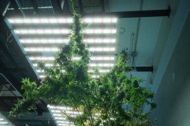 Commercial hemp farming in a greenhouse. Industrial hemp grown to produce CBD oil