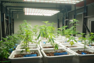 Commercial hemp farming in a greenhouse. Industrial hemp grown to produce CBD oil