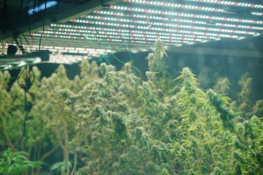 Commercial hemp farming in a greenhouse. Industrial hemp grown to produce CBD oil