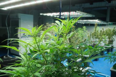 Commercial hemp farming in a greenhouse. Industrial hemp grown to produce CBD oil