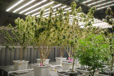 Commercial hemp farming in a greenhouse. Industrial hemp grown to produce CBD oil