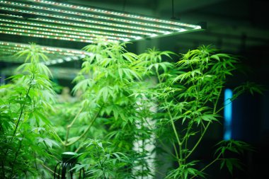 Commercial hemp farming in a greenhouse. Industrial hemp grown to produce CBD oil