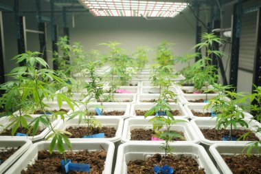 Commercial hemp farming in a greenhouse. Industrial hemp grown to produce CBD oil
