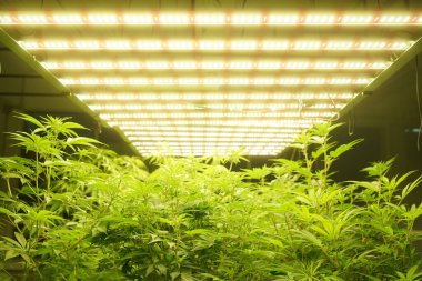 Commercial hemp farming in a greenhouse. Industrial hemp grown to produce CBD oil