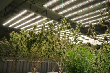 Commercial hemp farming in a greenhouse. Industrial hemp grown to produce CBD oil