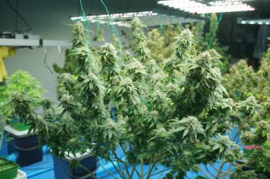 Commercial hemp farming in a greenhouse. Industrial hemp grown to produce CBD oil