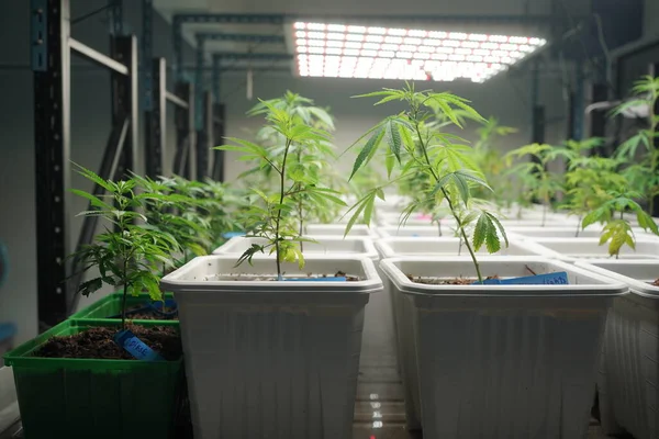 Commercial hemp farming in a greenhouse. Industrial hemp grown to produce CBD oil