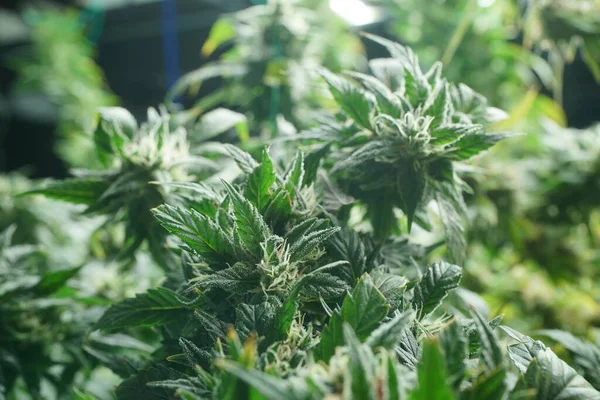 Commercial hemp farming in a greenhouse. Industrial hemp grown to produce CBD oil