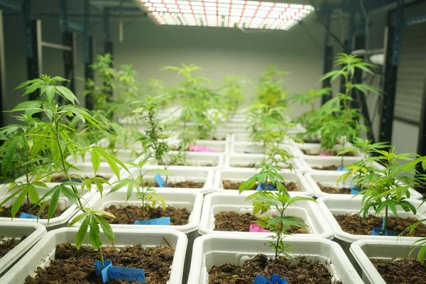 Commercial hemp farming in a greenhouse. Industrial hemp grown to produce CBD oil