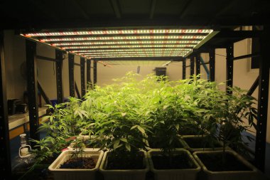 Commercial hemp farming in a greenhouse. Industrial hemp grown to produce CBD oil