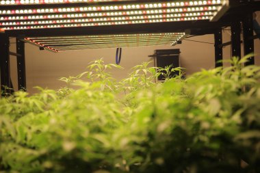 Commercial hemp farming in a greenhouse. Industrial hemp grown to produce CBD oil