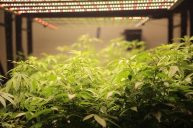 Commercial hemp farming in a greenhouse. Industrial hemp grown to produce CBD oil