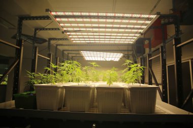 Commercial hemp farming in a greenhouse. Industrial hemp grown to produce CBD oil