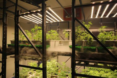 Commercial hemp farming in a greenhouse. Industrial hemp grown to produce CBD oil