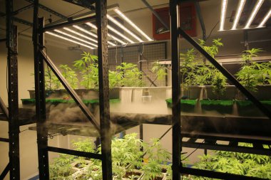 Commercial hemp farming in a greenhouse. Industrial hemp grown to produce CBD oil