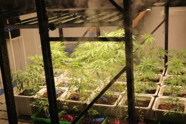 Commercial hemp farming in a greenhouse. Industrial hemp grown to produce CBD oil