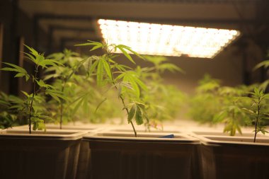 Commercial hemp farming in a greenhouse. Industrial hemp grown to produce CBD oil