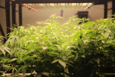 Commercial hemp farming in a greenhouse. Industrial hemp grown to produce CBD oil