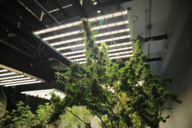 Commercial hemp farming in a greenhouse. Industrial hemp grown to produce CBD oil