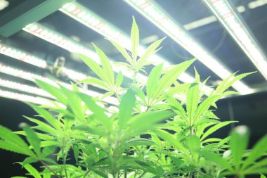 Commercial hemp farming in a greenhouse. Industrial hemp grown to produce CBD oil