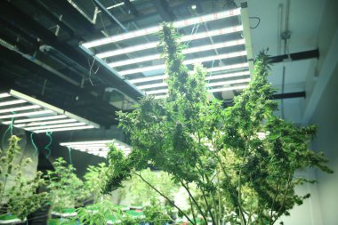 Commercial hemp farming in a greenhouse. Industrial hemp grown to produce CBD oil