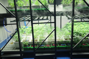 Commercial hemp farming in a greenhouse. Industrial hemp grown to produce CBD oil