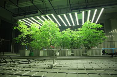 Commercial hemp farming in a greenhouse. Industrial hemp grown to produce CBD oil