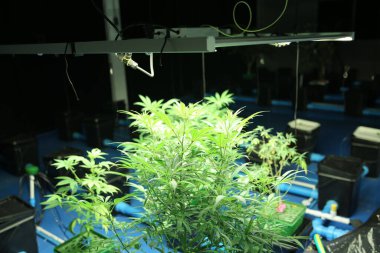 Commercial hemp farming in a greenhouse. Industrial hemp grown to produce CBD oil