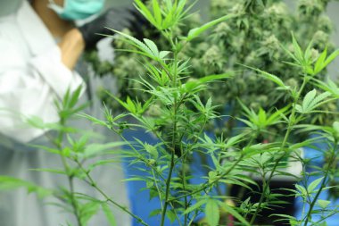 Commercial hemp farming in a greenhouse. Industrial hemp grown to produce CBD oil