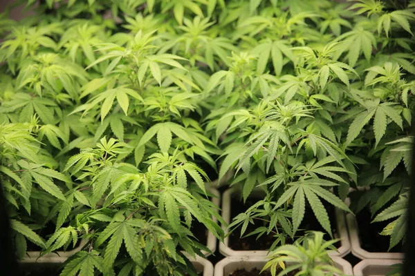 Commercial hemp farming in a greenhouse. Industrial hemp grown to produce CBD oil
