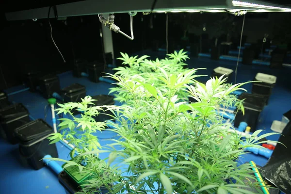 Commercial hemp farming in a greenhouse. Industrial hemp grown to produce CBD oil