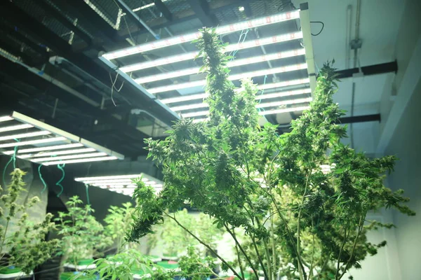 Commercial hemp farming in a greenhouse. Industrial hemp grown to produce CBD oil