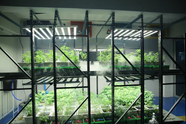 Commercial hemp farming in a greenhouse. Industrial hemp grown to produce CBD oil