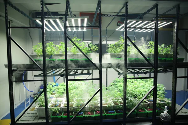 Commercial hemp farming in a greenhouse. Industrial hemp grown to produce CBD oil