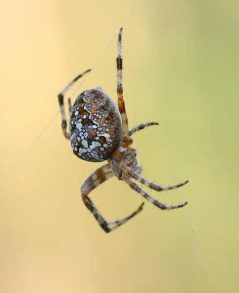 Avrupa bahçe örümceği araneus diadematus, bir ağ örer — Stok fotoğraf