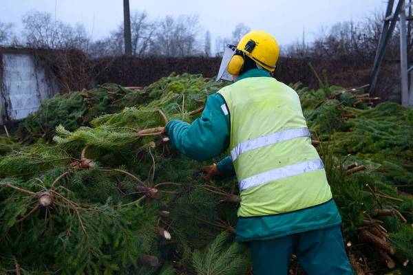 İşçiler yılbaşından sonra Noel ağaçlarını geri dönüşüm için kullandılar.