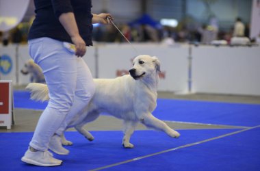 Golden Retriever cinsinin şirin köpeği köpek şovu sırasında ringde koşuyor..
