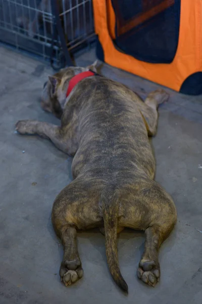 Dog Lying Its Belly Front Cage Dog Show — Stock Photo, Image