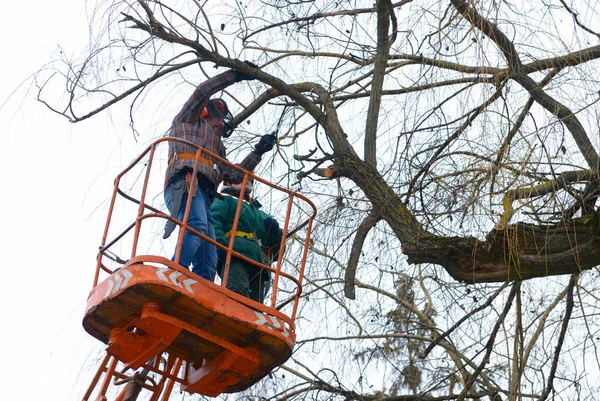 Ağaççılar bir ağacın dallarını elektrikli testereyle kestiler. Kamyona monte edilmiş asansörle. 10 Şubat 2020. Kiev, Ukrayna