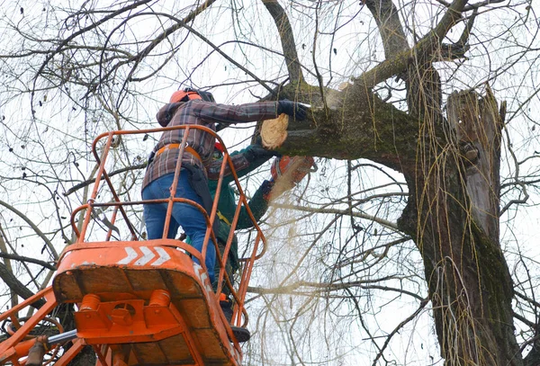 Ağaççılar bir ağacın dallarını elektrikli testereyle kestiler. Kamyona monte edilmiş asansörle. Kiev, Ukrayna.